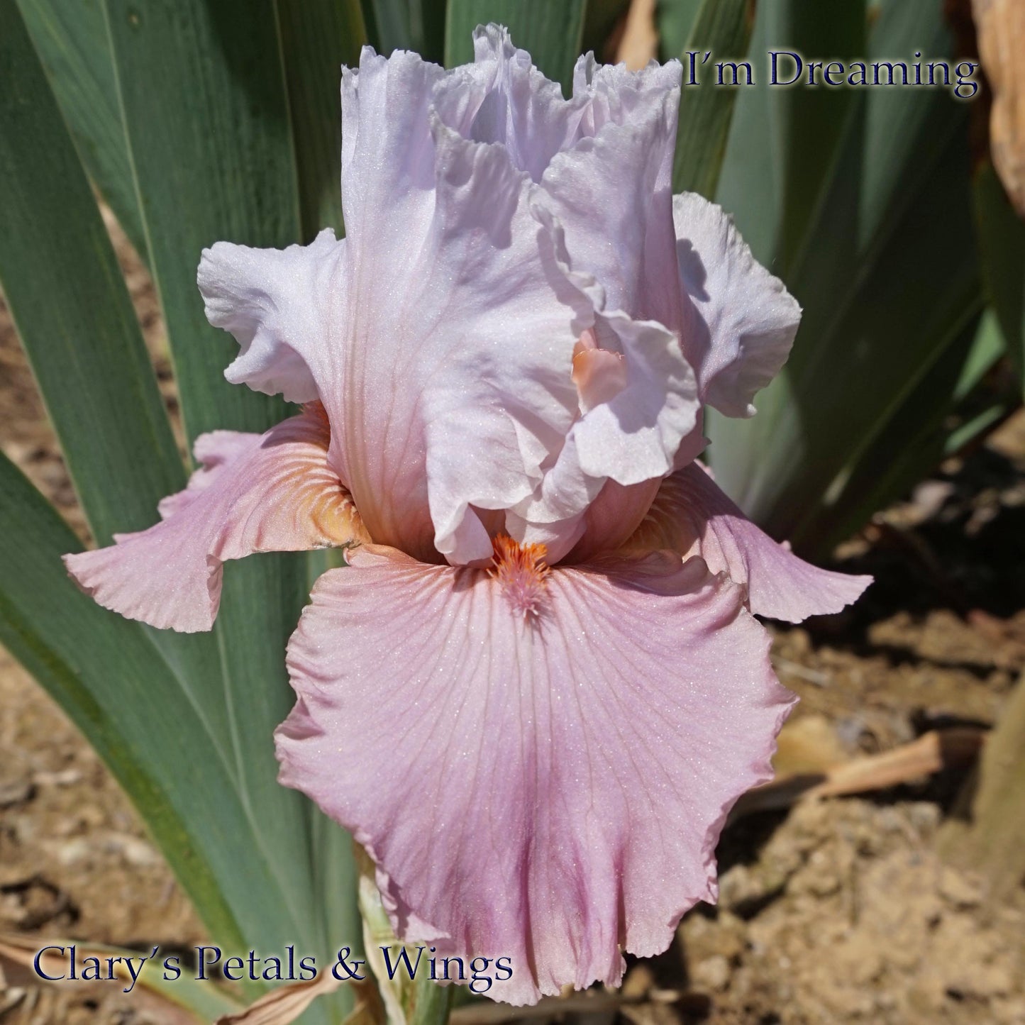 I'm Dreaming  2007 - Boarder Bearded Iris