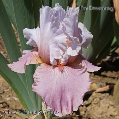 I'm Dreaming  2007 - Boarder Bearded Iris