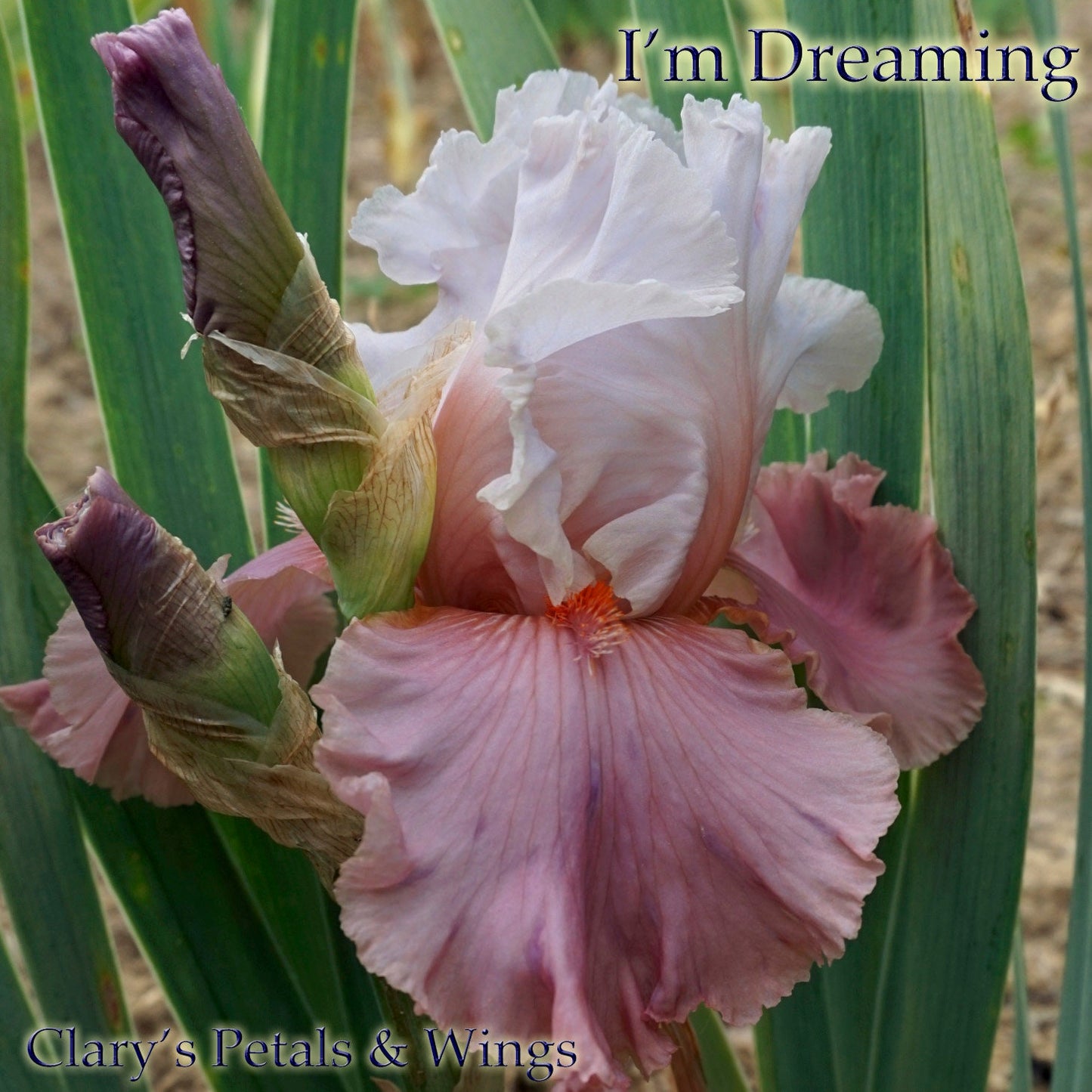 I'm Dreaming  2007 - Boarder Bearded Iris