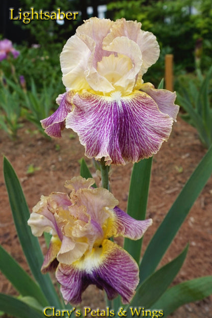 LIGHTSABER - 2012 Tall Bearded Iris - Garden Standout!