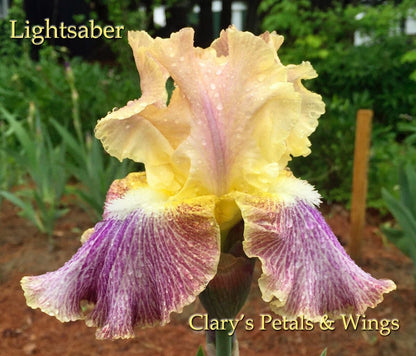 LIGHTSABER - 2012 Tall Bearded Iris - Garden Standout!