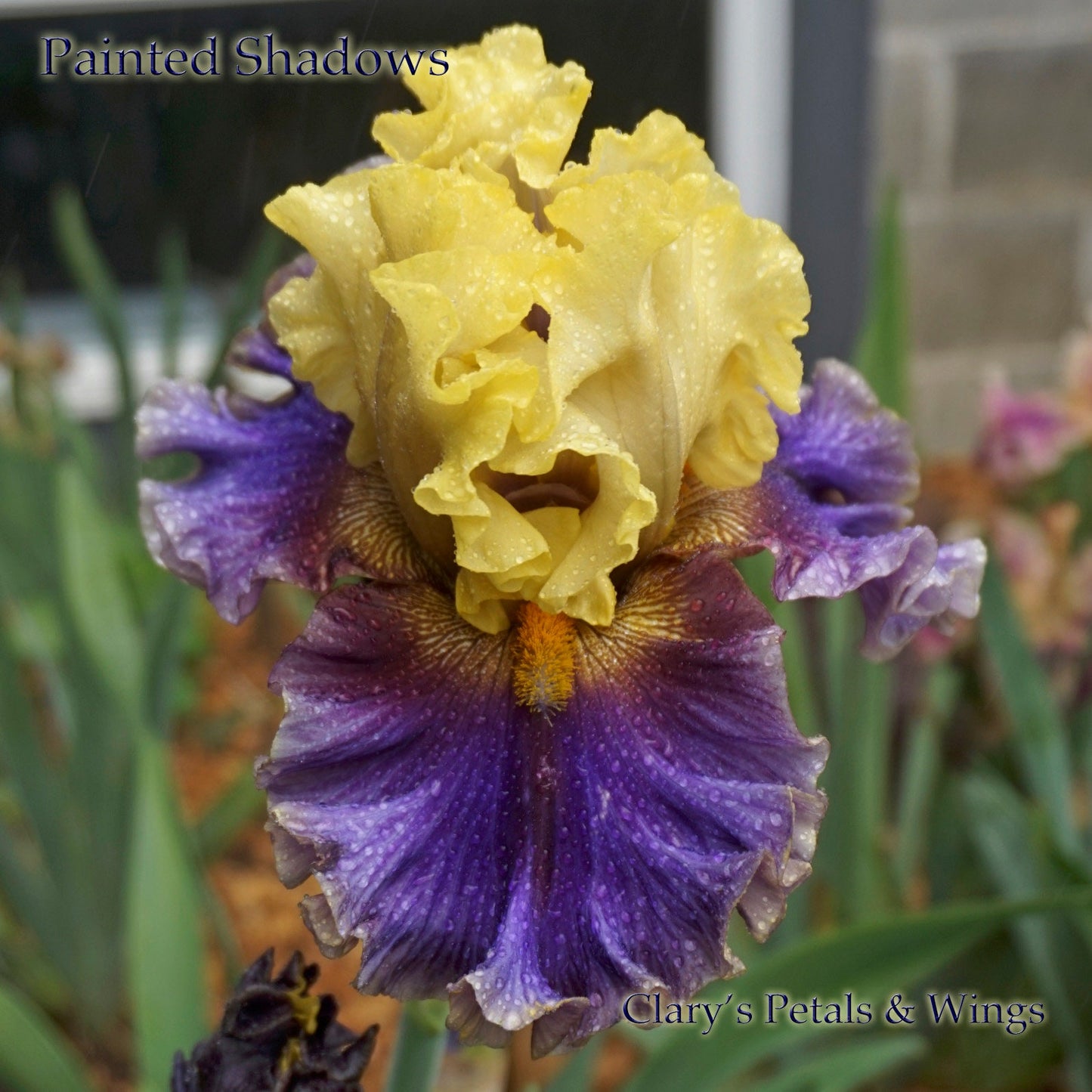 PAINTED SHADOWS - 2015 Tall Bearded Iris - Stunning!