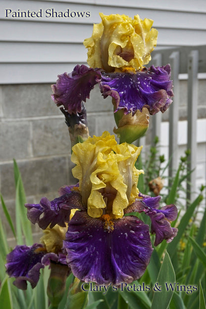 PAINTED SHADOWS - 2015 Tall Bearded Iris - Stunning!