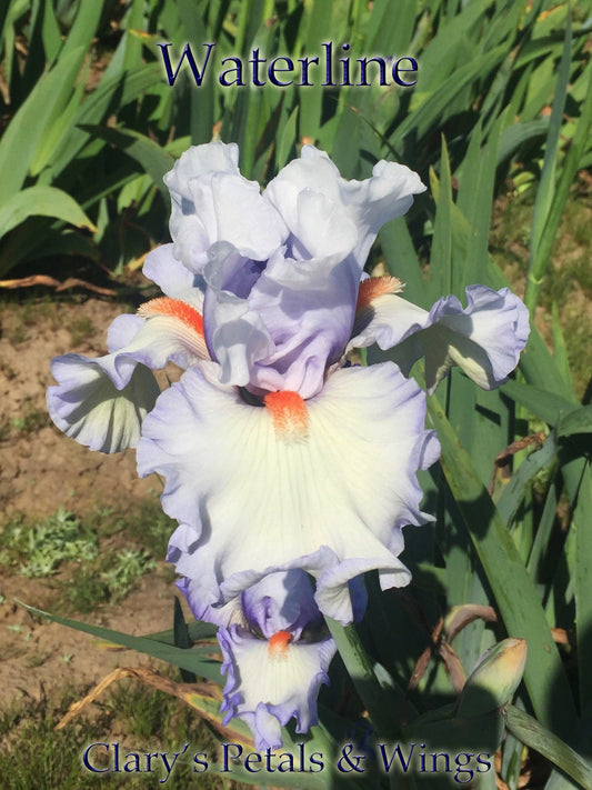 WATERLINE - 2012 - TB - Reblooming