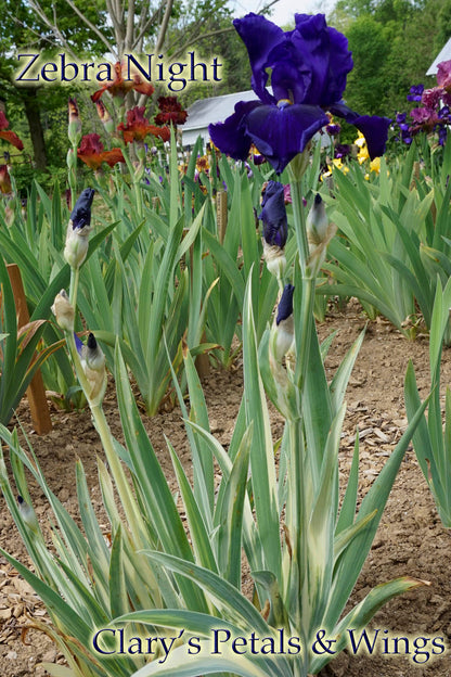 ZEBRA NIGHT - Tall Bearded Iris -  variegated foliage
