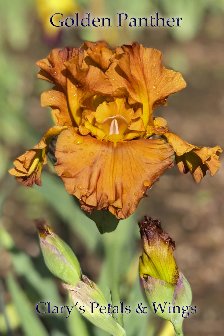 Golden Panther - 2000 Tall Bearded Iris - Wister Medal & Dykes Medal