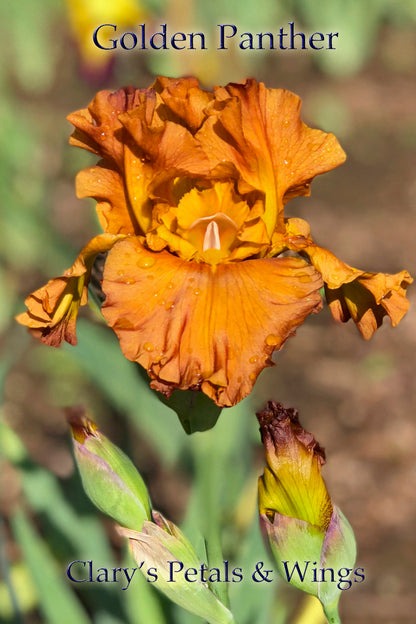 Golden Panther - 2000 Tall Bearded Iris - Wister Medal & Dykes Medal