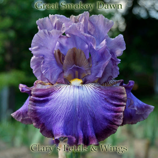 Great Smokey Dawn - 2012 Tall Bearded Iris