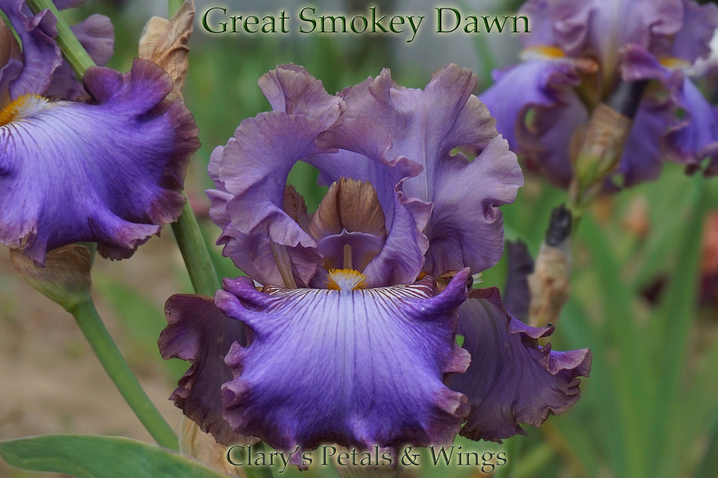 Great Smokey Dawn - 2012 Tall Bearded Iris