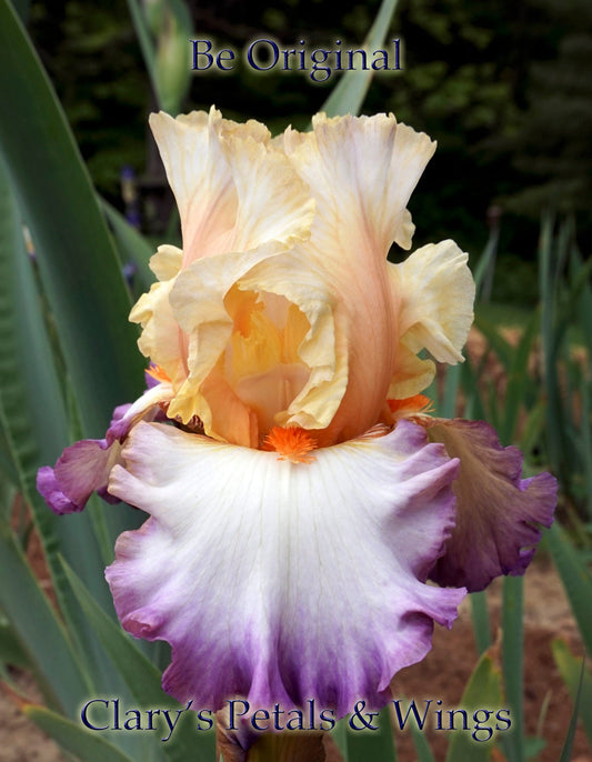 BE ORIGINAL - 2009 Tall Bearded Iris  Huge flowers!