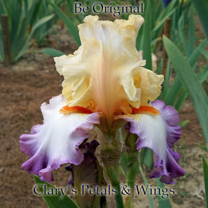 BE ORIGINAL - 2009 Tall Bearded Iris  Huge flowers!