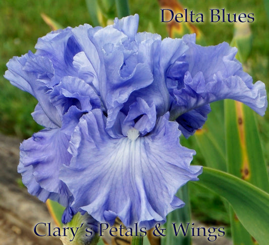 DELTA BLUES - 1994 Tall Bearded Iris