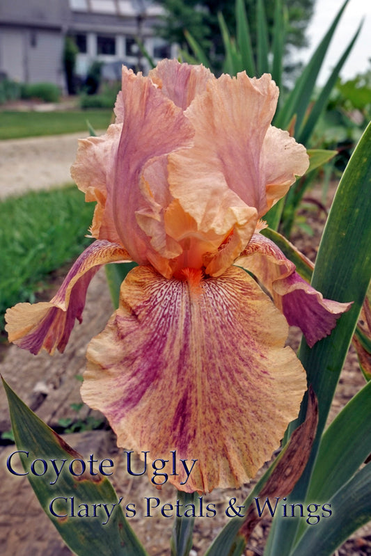 COYOTE UGLY - 2007 - TB