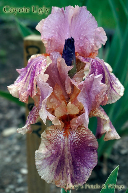 Coyote Ugly - 2007 - Tall Bearded Iris