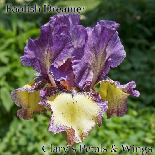 Foolish Dreamer - 2011 - Tall Bearded Iris