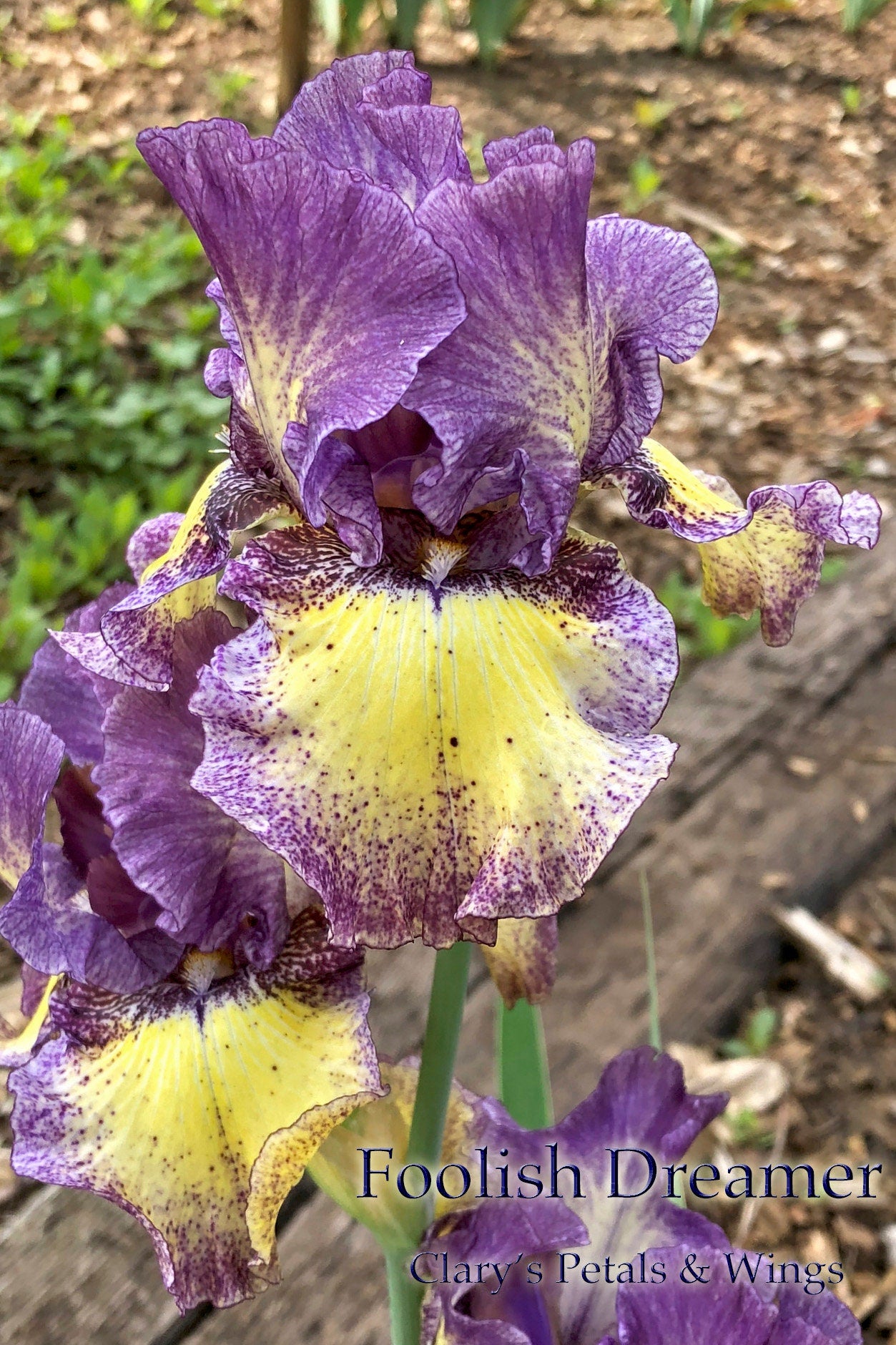 Foolish Dreamer - 2011 - Tall Bearded Iris