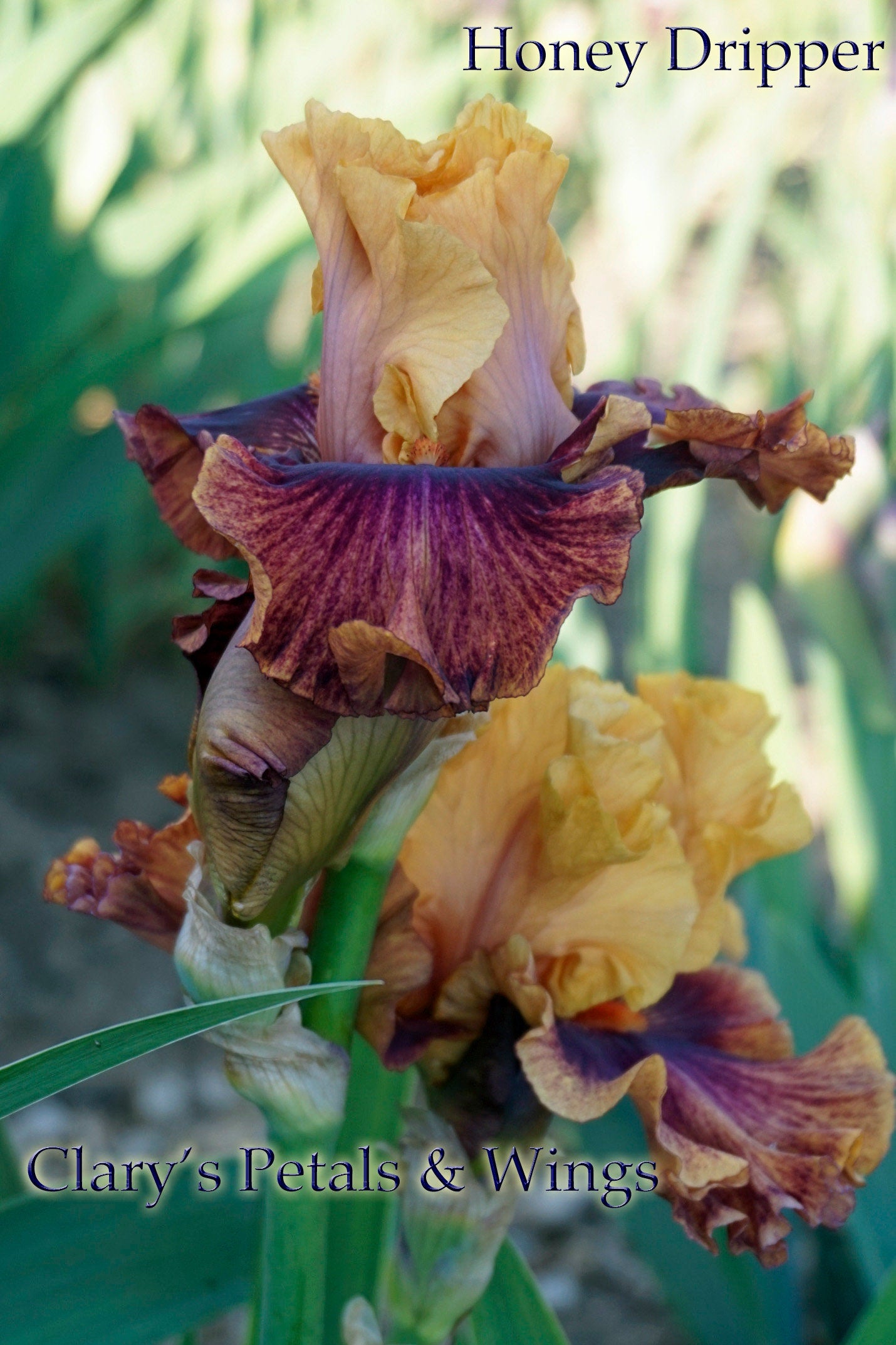 Honey Dripper 2008 Blyth Import - Tall Bearded Iris