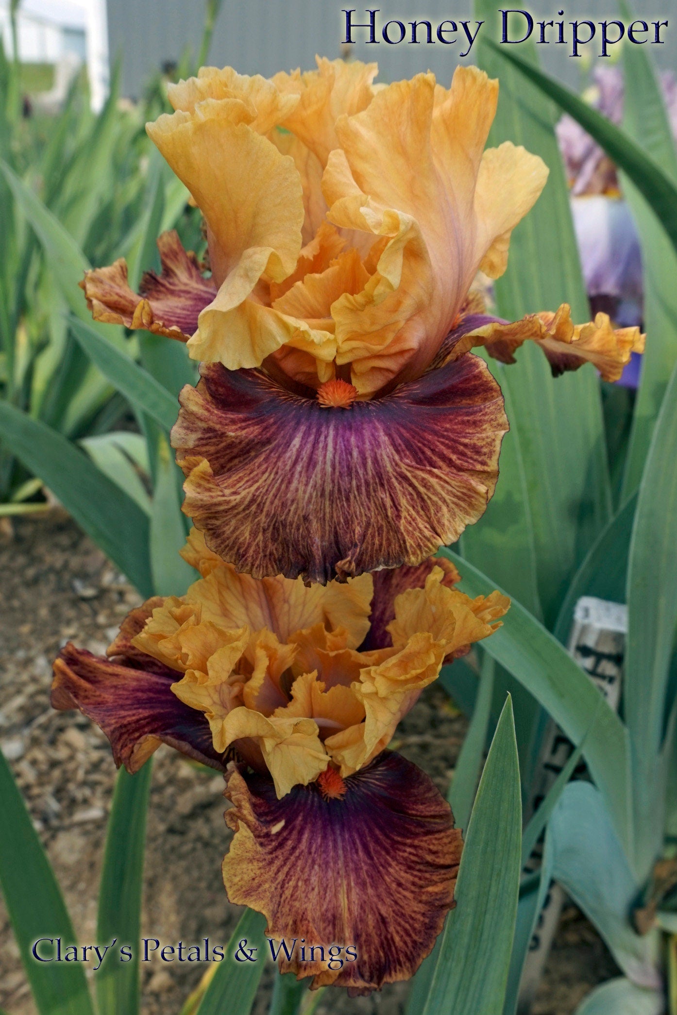 Honey Dripper 2008 Blyth Import - Tall Bearded Iris