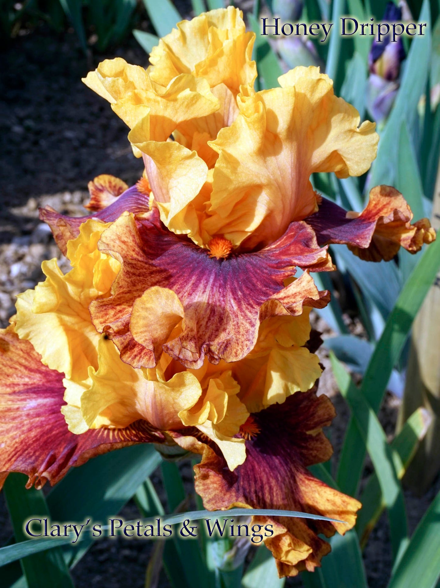 Honey Dripper 2008 Blyth Import - Tall Bearded Iris