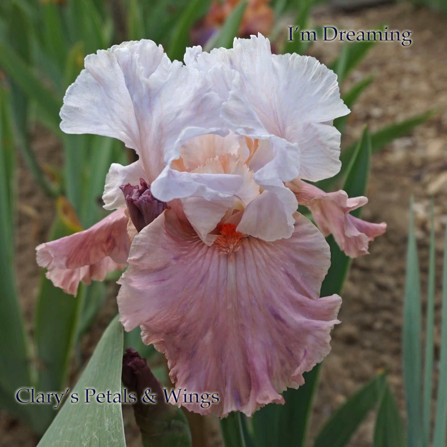 I'm Dreaming  2007 - Boarder Bearded Iris