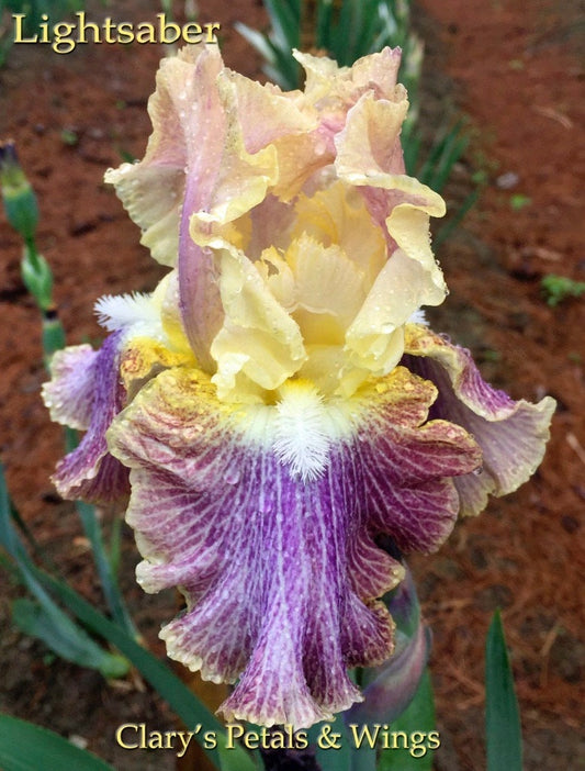 LIGHTSABER - 2012 Tall Bearded Iris - Garden Standout!