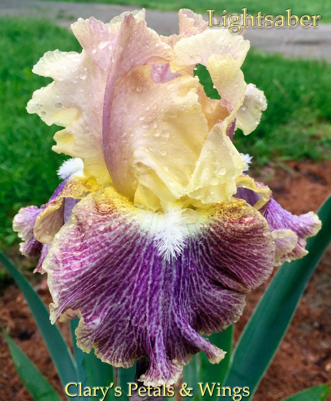 LIGHTSABER - 2012 Tall Bearded Iris - Garden Standout!