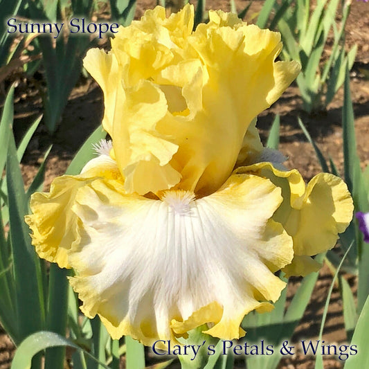 SUNNY SLOPE 2014 Tall Bearded Iris - Ruffled & Fragrant