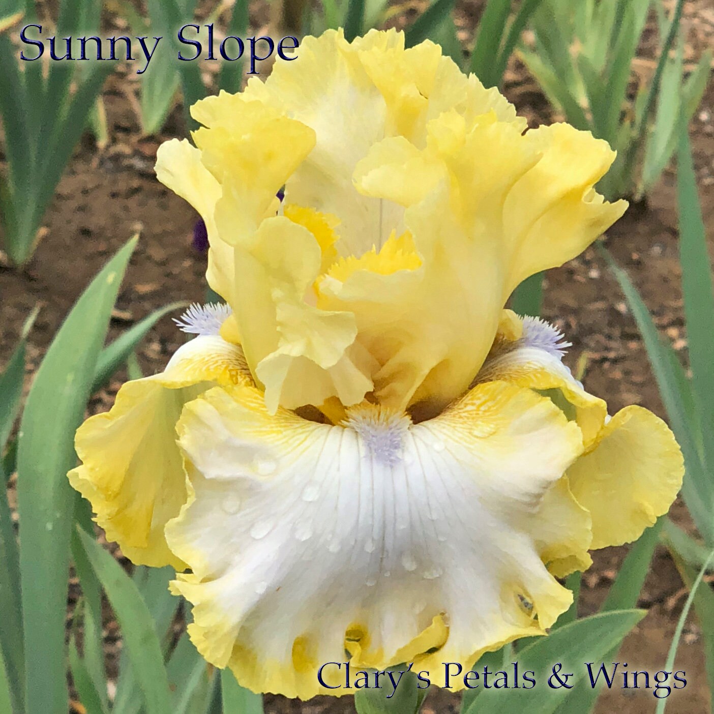 SUNNY SLOPE 2014 Tall Bearded Iris - Ruffled & Fragrant