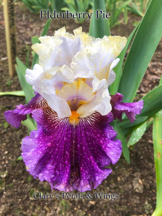 ELDERBERRY PIE - 2016 Tall Bearded Iris - long bloom time