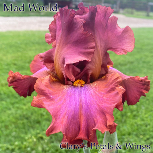 MAD WORLD -  2010 Tall Bearded Iris - Red, Violet, Bronze and SHOWY