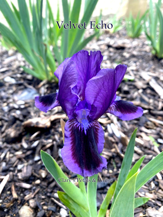 VELVET ECHO - Standard Dwarf Bearded Iris - fragrant, ruffled and reblooming!
