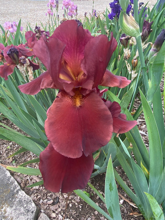 SHEBA'S QUEEN - Tall Bearded Iris - Reblooming - Ruffled - Garnet Red