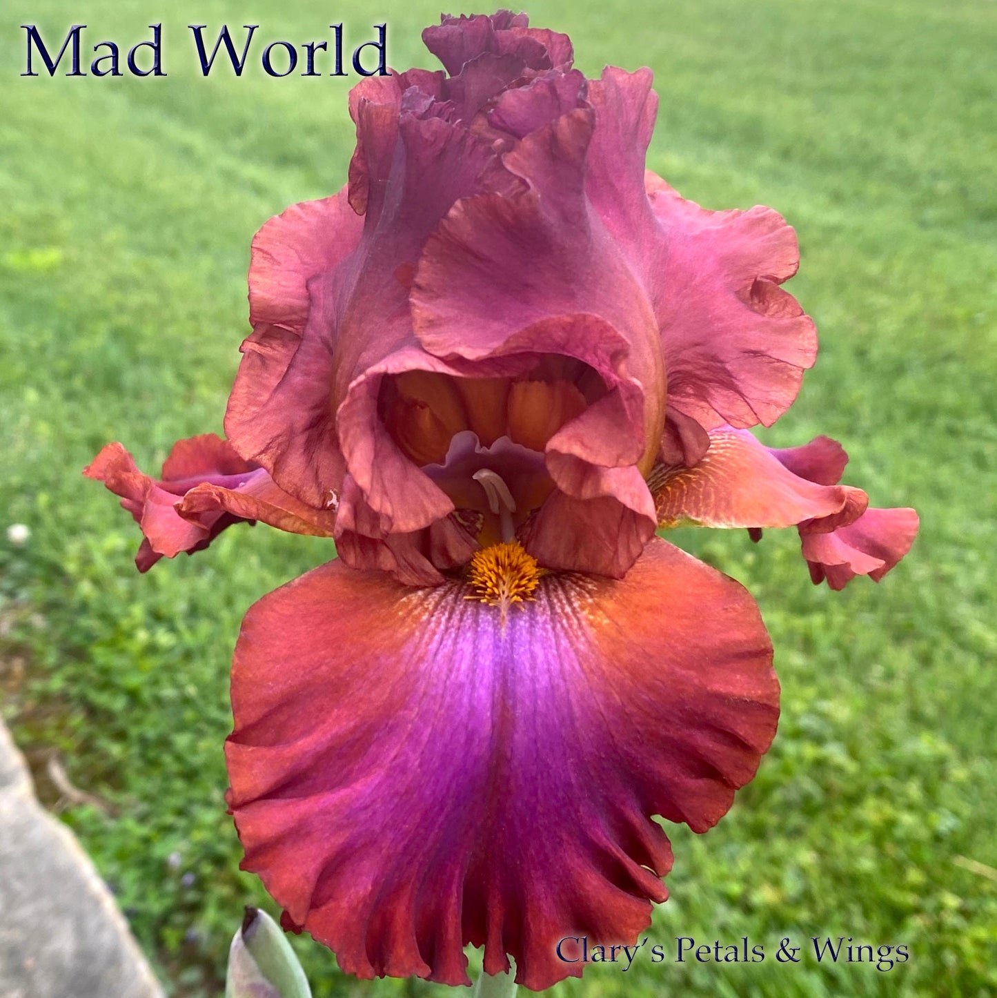 MAD WORLD -  2010 Tall Bearded Iris - Red, Violet, Bronze and SHOWY