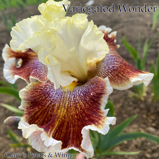 VARIEGATED WONDER   - 2014 Tall Bearded Iris - variegated foliage