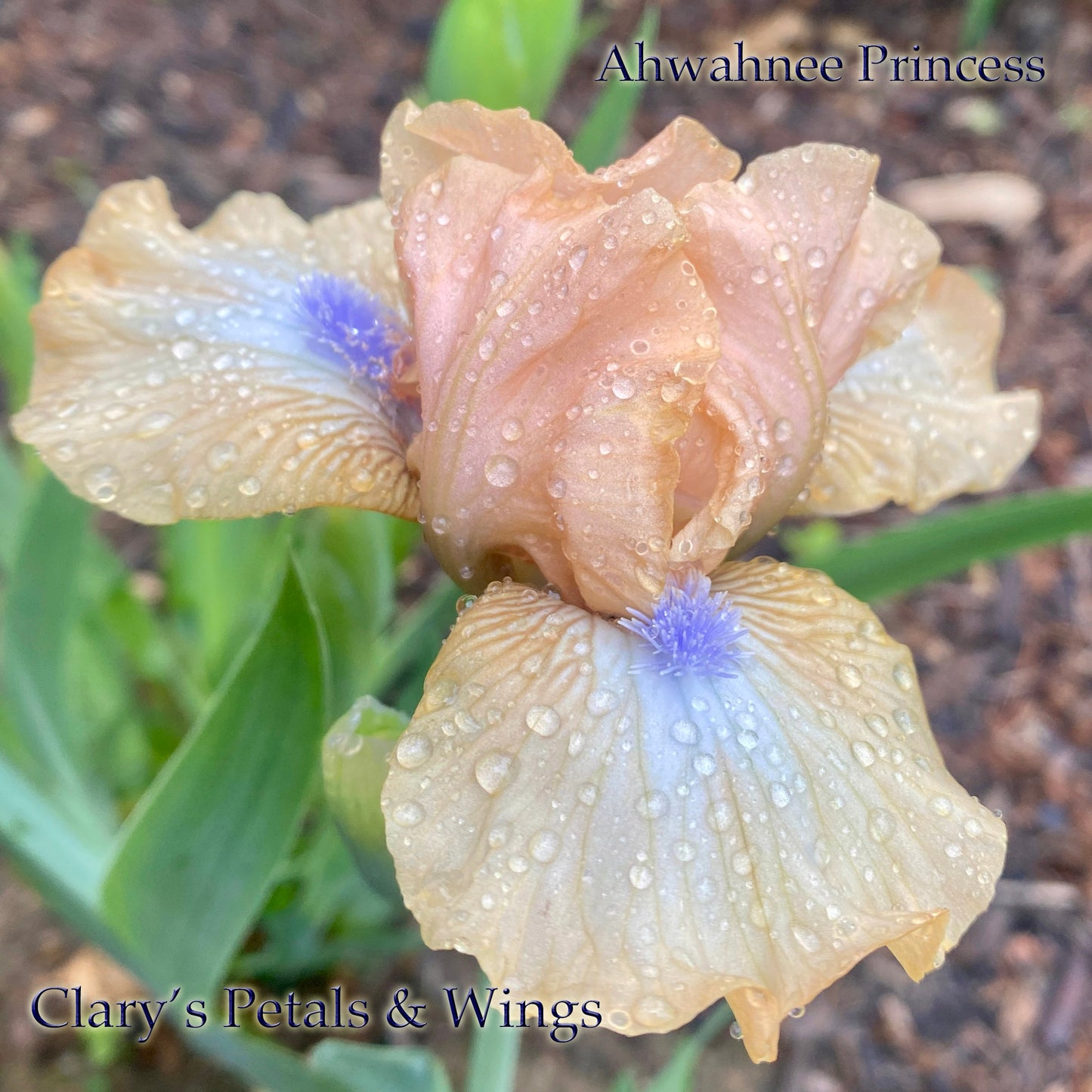 AHWAHNEE PRINCESS  - Standard Dwarf Bearded Iris - reblooming!