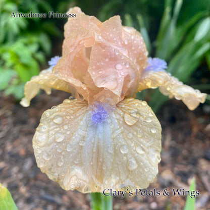 AHWAHNEE PRINCESS  - Standard Dwarf Bearded Iris - reblooming!