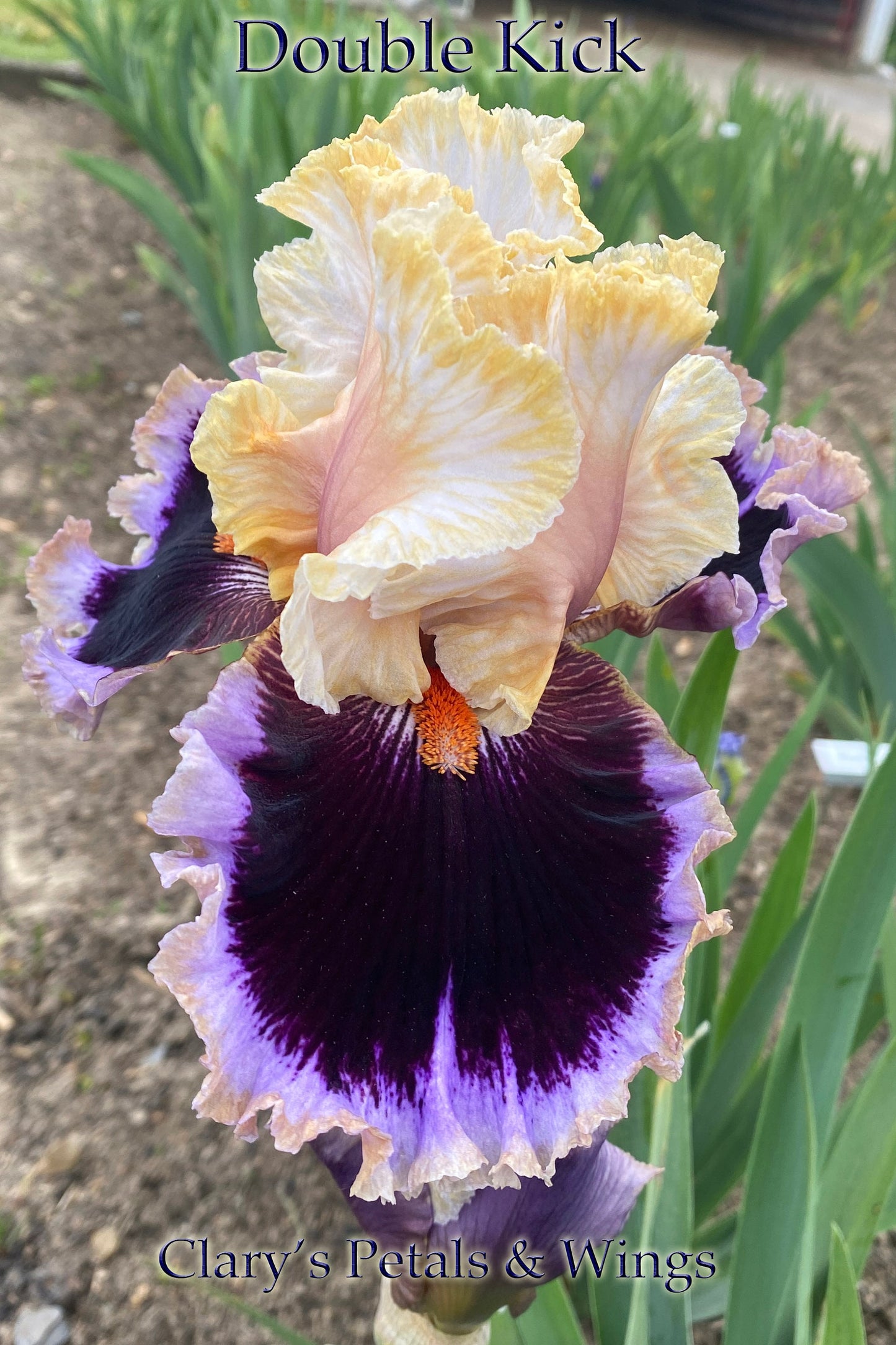 DOUBLE KICK - 2020 - TB - Fragrant