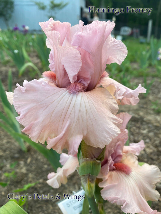 FLAMINGO FRENZY - 2012 Tall Bearded Iris - Pink Garden Standout!