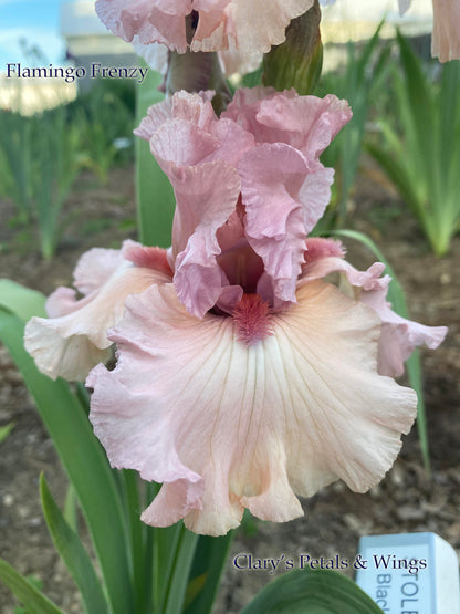 FLAMINGO FRENZY - 2012 Tall Bearded Iris - Pink Garden Standout!