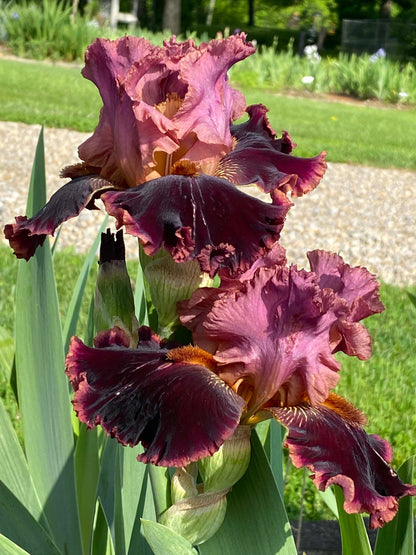 TEXASTUDE - 2018 Tall Bearded Iris - Red violet and very fragrant!