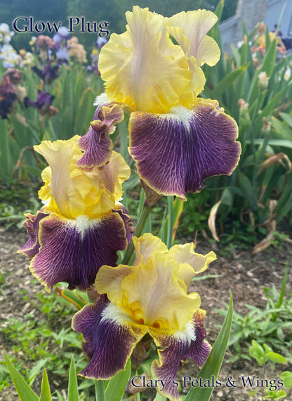 GLOW PLUG - 2016 Tall Bearded Iris - Fragrant and bright