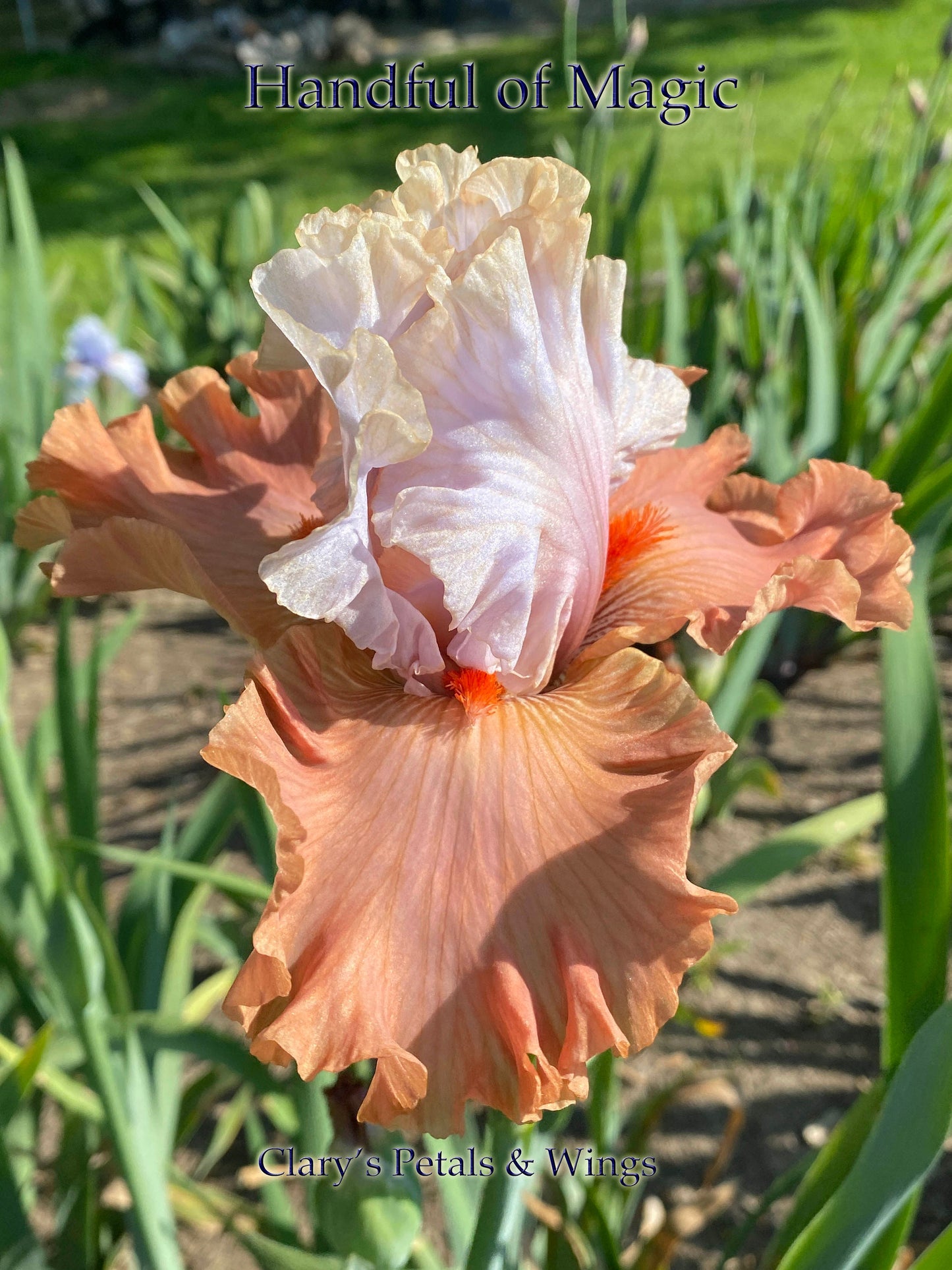 Handful Of Magic - 2016/2017 Tall Bearded Iris - Garden Standout!