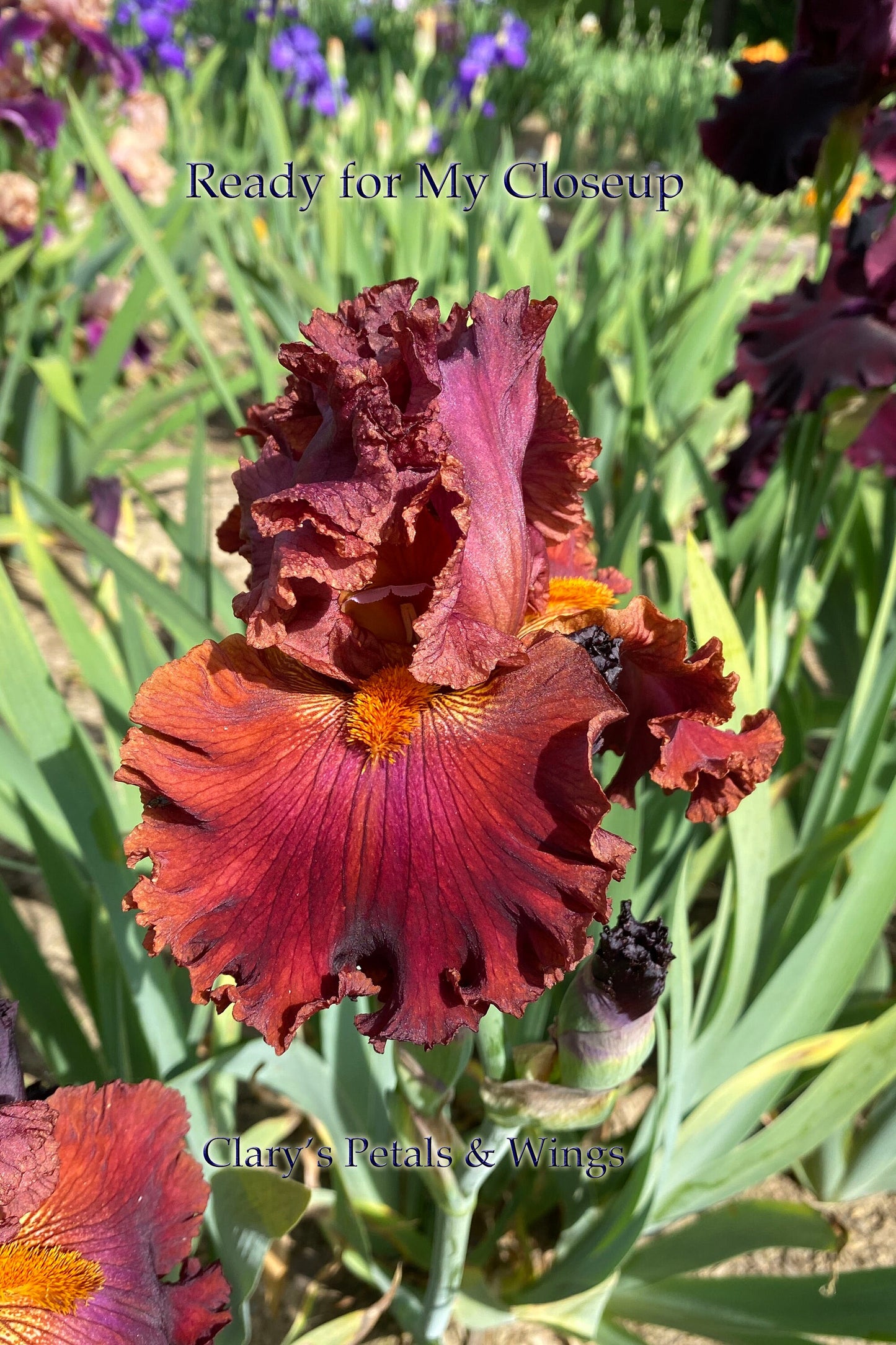Ready for my Closeup - 2014 Tall Bearded Iris - Sweet Fragrance