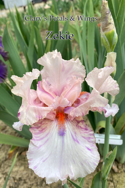 Zekie - 2007 Tall Bearded Iris - Broken Color - Fragrant