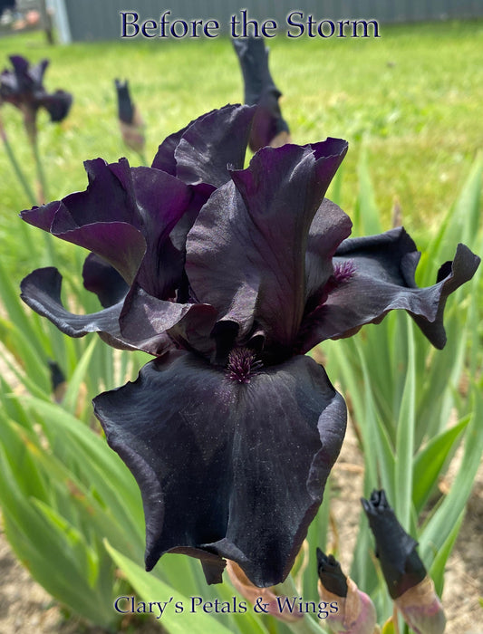 BEFORE THE STORM - 1989 Tall Bearded Iris - Award Winner - Black - Fragrant