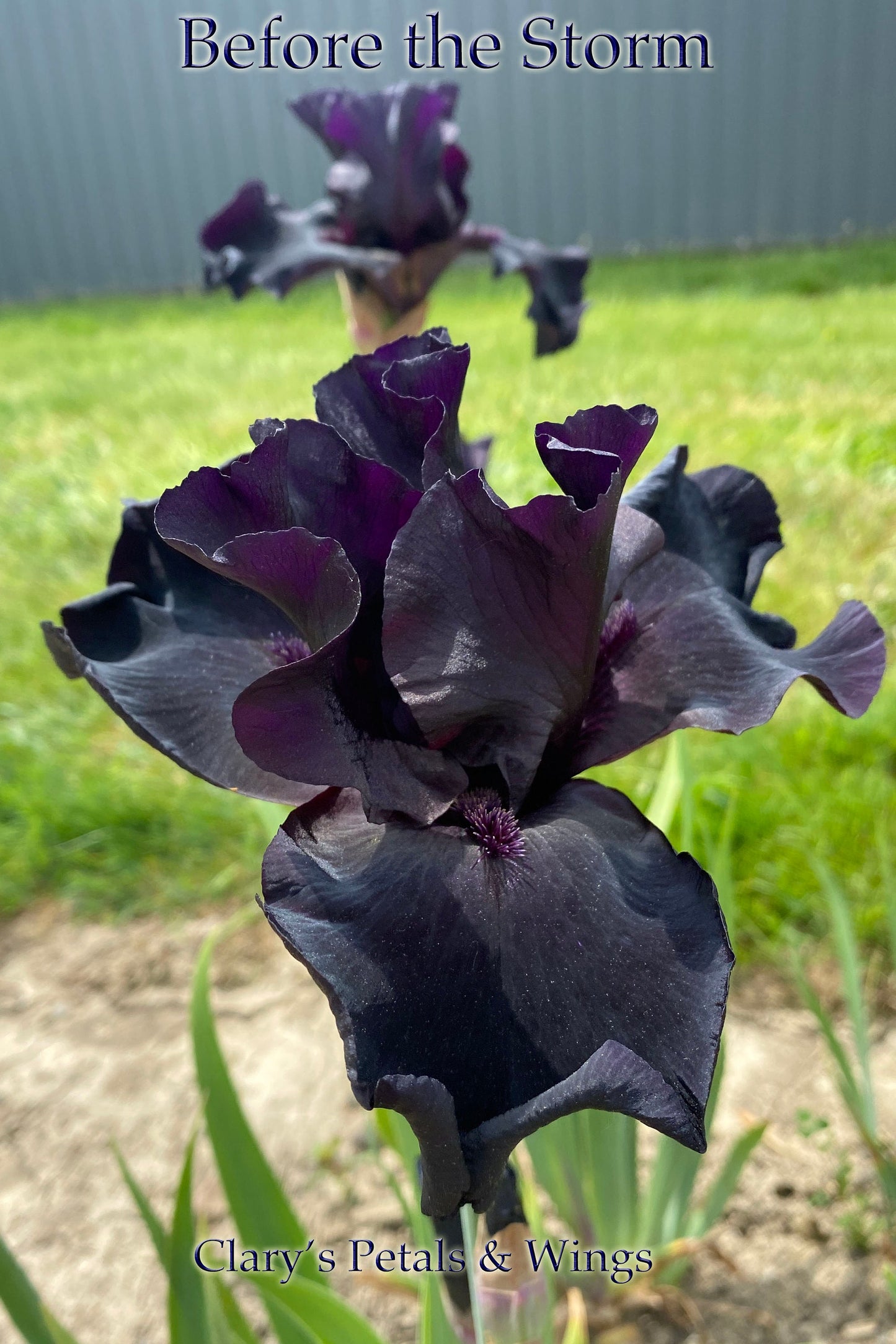 BEFORE THE STORM - 1989 Tall Bearded Iris - Award Winner - Black - Fragrant