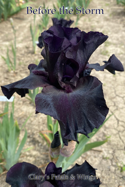 BEFORE THE STORM - 1989 Tall Bearded Iris - Award Winner - Black - Fragrant