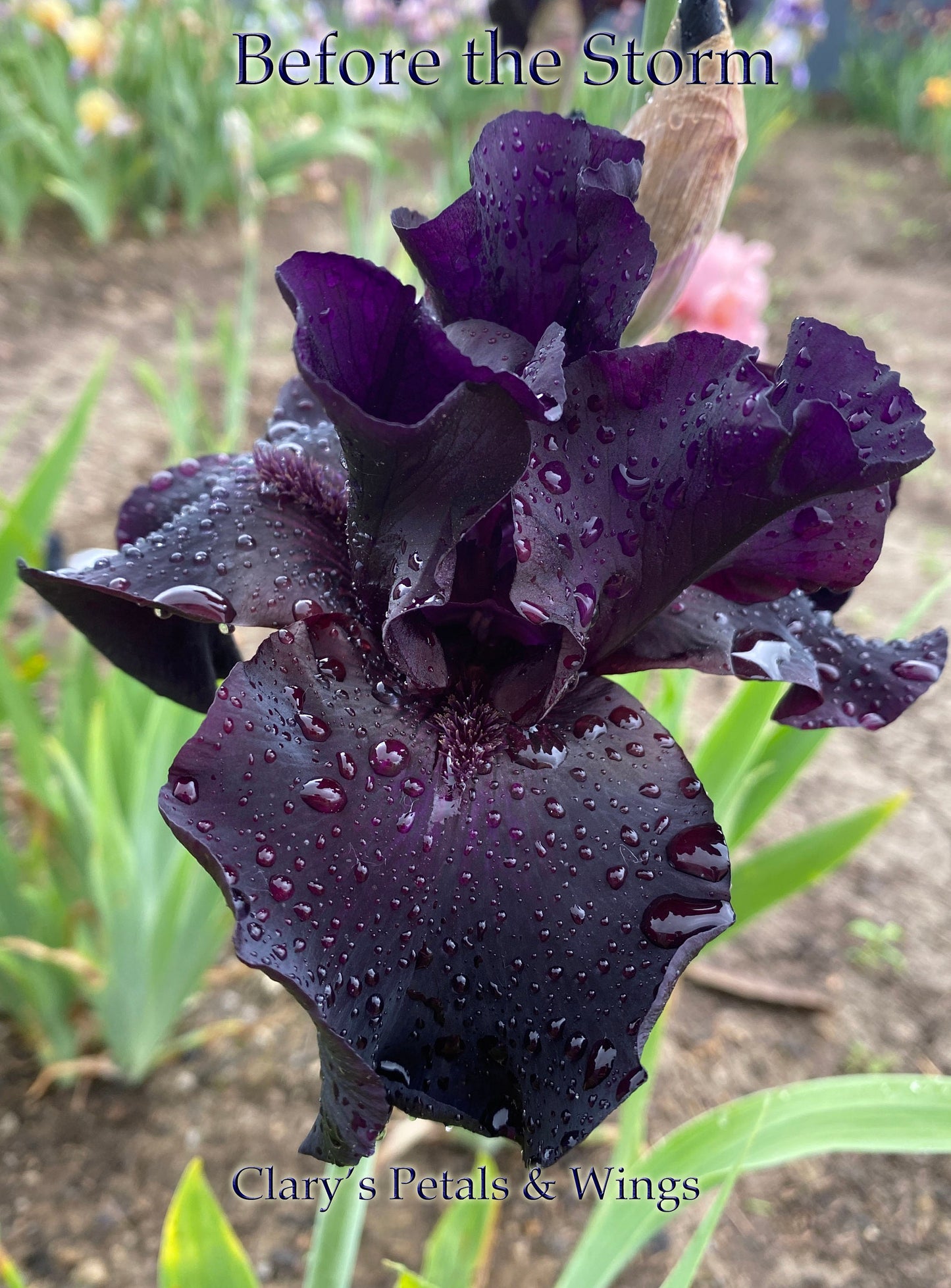 BEFORE THE STORM - 1989 Tall Bearded Iris - Award Winner - Black - Fragrant