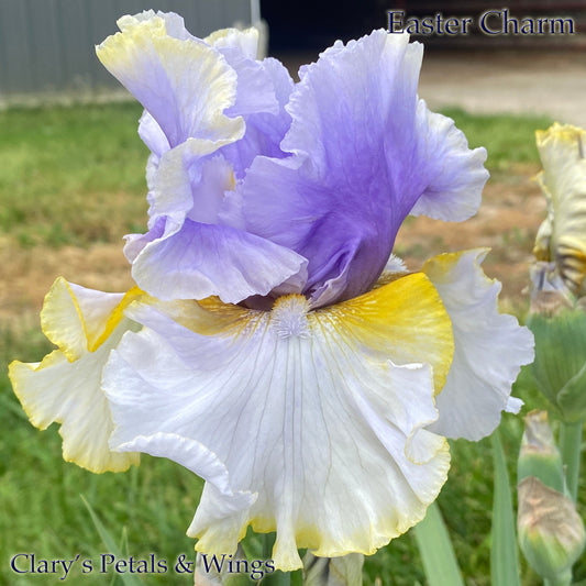 EASTER CHARM - 2019 - TB