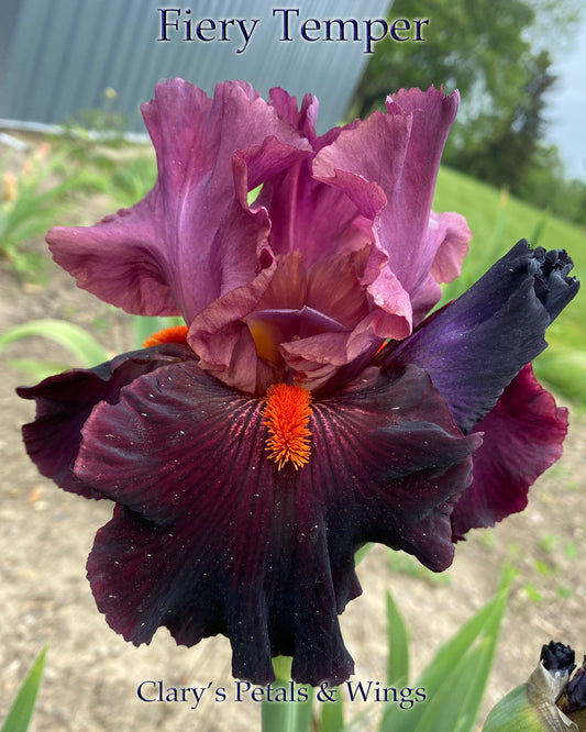 FIERY TEMPER - 2000 - TB - Fragrant